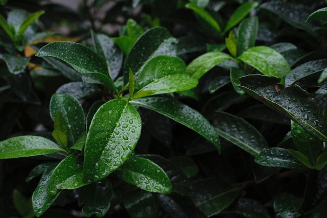Welke haag blijft groen in de winter?