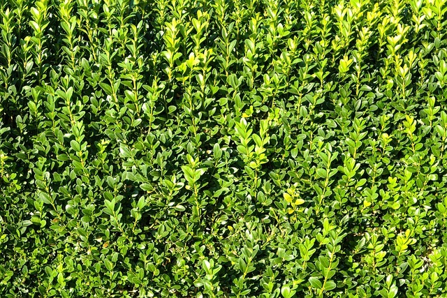 Japanse Kardinaalsmuts aanplanten en verzorgen